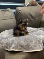 Bunny , a female Yorkshire Terrier for sale in Ruskin, FL – 7 of 7