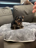 Bunny , a female Yorkshire Terrier for sale in Ruskin, FL – 2 of 7