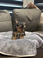 Jelly Roll, a male Yorkshire Terrier for sale in Ruskin, FL – 2 of 7