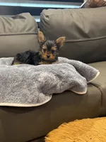 Jelly Roll, a male Yorkshire Terrier for sale in Ruskin, FL – 5 of 7