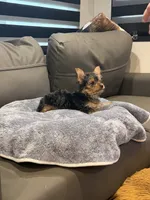 Jelly Roll, a male Yorkshire Terrier for sale in Ruskin, FL – 4 of 7