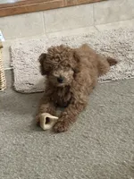 Boomer, a male Miniature Goldendoodle for sale in Saint John, IN – 3 of 10