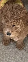 Vincent , a male Miniature Goldendoodle for sale in Saint John, IN – 2 of 10