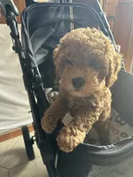 Vincent, a male Miniature Goldendoodle for sale in Saint John, IN – 1 of 4