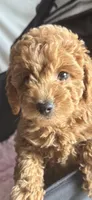 Francois, a female Miniature Goldendoodle for sale in Saint John, IN – 7 of 7