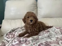 Boomer, a male Miniature Goldendoodle for sale in Saint John, IN – 9 of 10