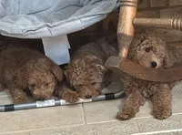 Vincent , a male Miniature Goldendoodle for sale in Saint John, IN – 8 of 10