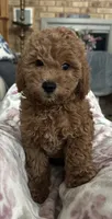 Vincent , a male Miniature Goldendoodle for sale in Saint John, IN – 9 of 10