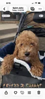 Boomer, a male Miniature Goldendoodle for sale in Saint John, IN – 6 of 10