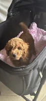 Francois, a female Miniature Goldendoodle for sale in Saint John, IN – 4 of 7