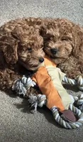 Vincent , a male Miniature Goldendoodle for sale in Saint John, IN – 4 of 10