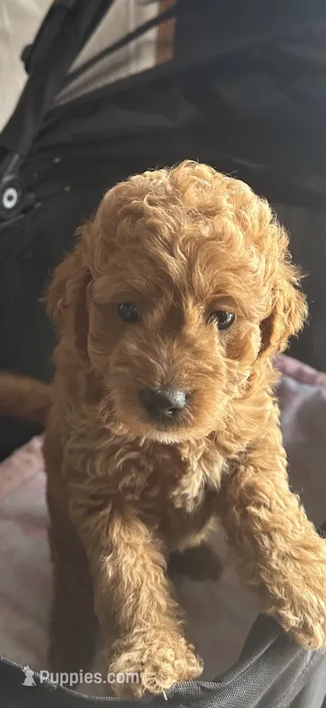 Jolivette – Miniature Goldendoodle puppy for sale in Saint John, IN