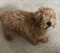 Boomer, a male Miniature Goldendoodle for sale in Saint John, IN – 5 of 10