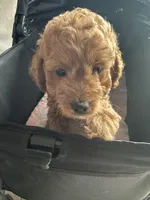 Jolivette, a female Miniature Goldendoodle for sale in Saint John, IN – 2 of 4