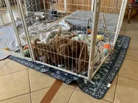 Ginger, a female Miniature Goldendoodle for sale in Saint John, IN – 10 of 10