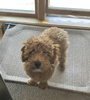 Boomer, a male Miniature Goldendoodle for sale in Saint John, IN – 7 of 10