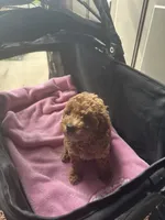 Anna, a female Miniature Goldendoodle for sale in Saint John, IN – 4 of 7