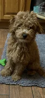 Boomer, a male Miniature Goldendoodle for sale in Saint John, IN – 4 of 10