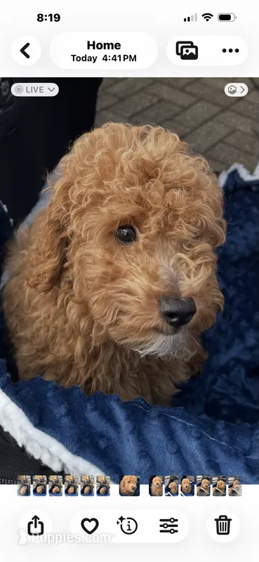 Boomer – Miniature Goldendoodle puppy for sale in Saint John, IN