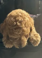 Jolivette, a female Miniature Goldendoodle for sale in Saint John, IN – 3 of 4