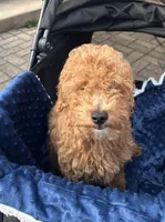 Boomer, a male Miniature Goldendoodle for sale in Saint John, IN – Photo 3 of 8