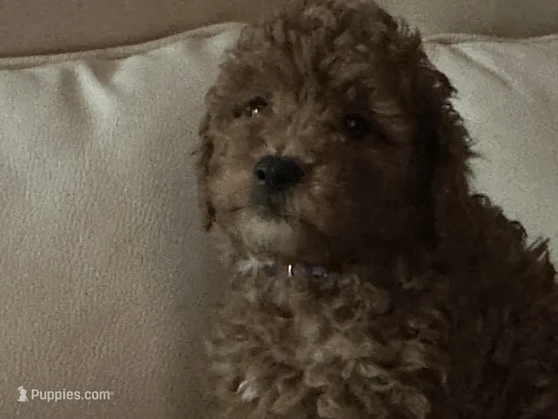 Bluey  – Miniature Goldendoodle puppy for sale in Saint John, IN