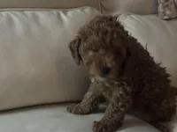 Bluey , a male Miniature Goldendoodle for sale in Saint John, IN – Photo 6 of 6