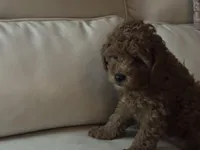 Bluey , a male Miniature Goldendoodle for sale in Saint John, IN – Photo 5 of 6
