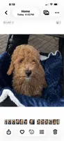 Boomer, a male Miniature Goldendoodle for sale in Saint John, IN – Photo 6 of 8