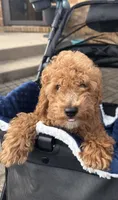 Boomer, a male Miniature Goldendoodle for sale in Saint John, IN – Photo 1 of 8