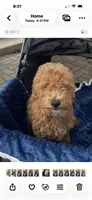 Boomer, a male Miniature Goldendoodle for sale in Saint John, IN – Photo 7 of 8