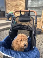 Boomer, a male Miniature Goldendoodle for sale in Saint John, IN – Photo 5 of 8