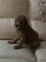 Bluey , a male Miniature Goldendoodle for sale in Saint John, IN – Photo 2 of 6