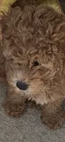 Vincent , a male Miniature Goldendoodle for sale in Saint John, IN – 5 of 10