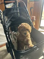 Vincent, a male Miniature Goldendoodle for sale in Saint John, IN – 2 of 4