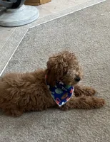 Boomer, a male Miniature Goldendoodle for sale in Saint John, IN – 8 of 10