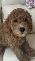 Vincent , a male Miniature Goldendoodle for sale in Saint John, IN – 6 of 10