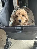 Vincent, a male Miniature Goldendoodle for sale in Saint John, IN – 3 of 4