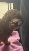 Anna, a female Miniature Goldendoodle for sale in Saint John, IN – 2 of 7