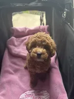 Anna, a female Miniature Goldendoodle for sale in Saint John, IN – 7 of 7