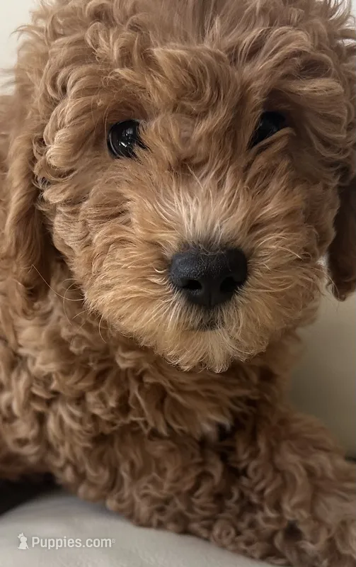 Vincent  – Miniature Goldendoodle puppy for sale in Saint John, IN