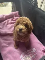 Anna, a female Miniature Goldendoodle for sale in Saint John, IN – 3 of 7