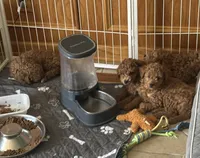 Vincent , a male Miniature Goldendoodle for sale in Saint John, IN – 7 of 10