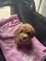 Anna, a female Miniature Goldendoodle for sale in Saint John, IN – 6 of 7