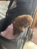 Francois, a female Miniature Goldendoodle for sale in Saint John, IN – 6 of 7