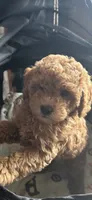 Vincent , a male Miniature Goldendoodle for sale in Saint John, IN – 3 of 10