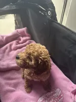 Anna, a female Miniature Goldendoodle for sale in Saint John, IN – 5 of 7