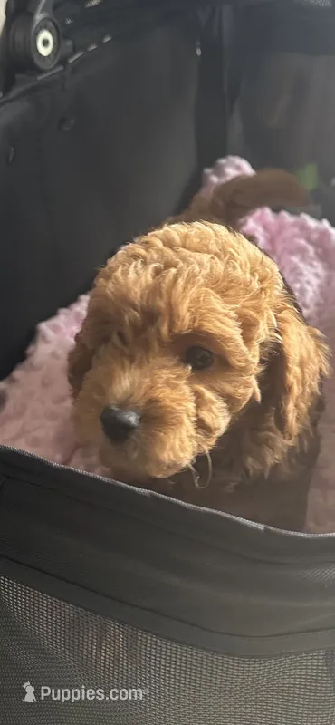 Francois – Miniature Goldendoodle puppy for sale in Saint John, IN