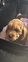 Francois, a female Miniature Goldendoodle for sale in Saint John, IN – 1 of 7
