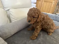 Lilly, a female Miniature Goldendoodle for sale in Saint John, IN – Photo 2 of 2